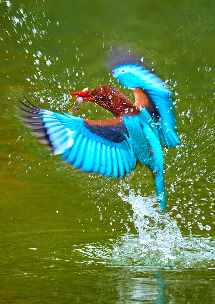 Фотография автора Maurice Leung