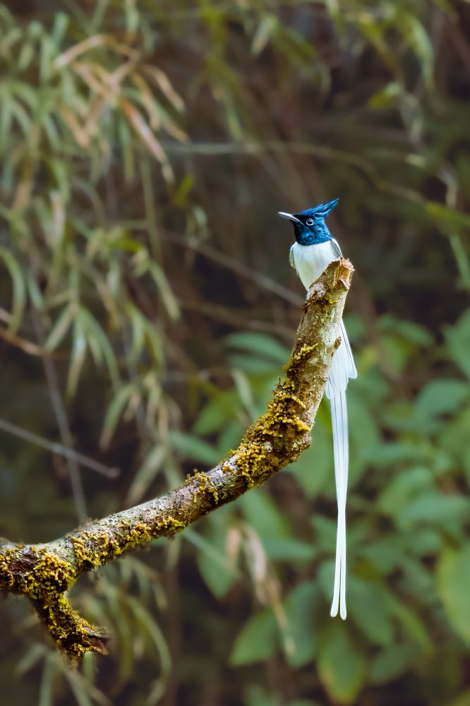 Relaxing on a lonely branch