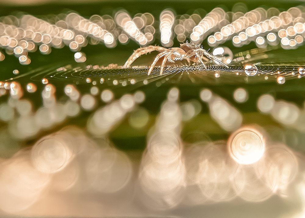Photograph by Shubhadip Das
