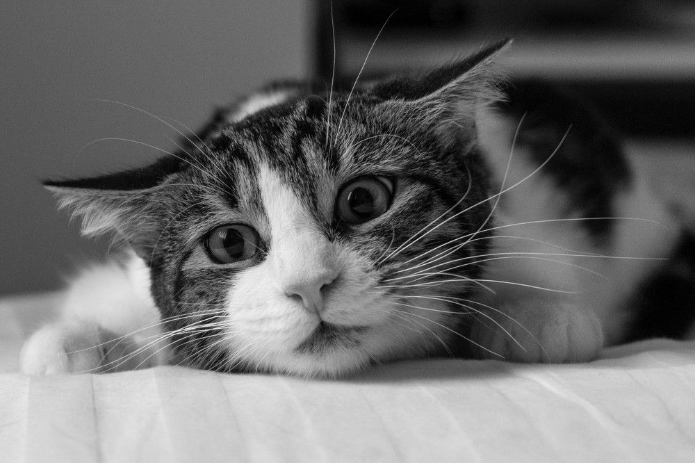 Photograph by Ольга Богуцкая