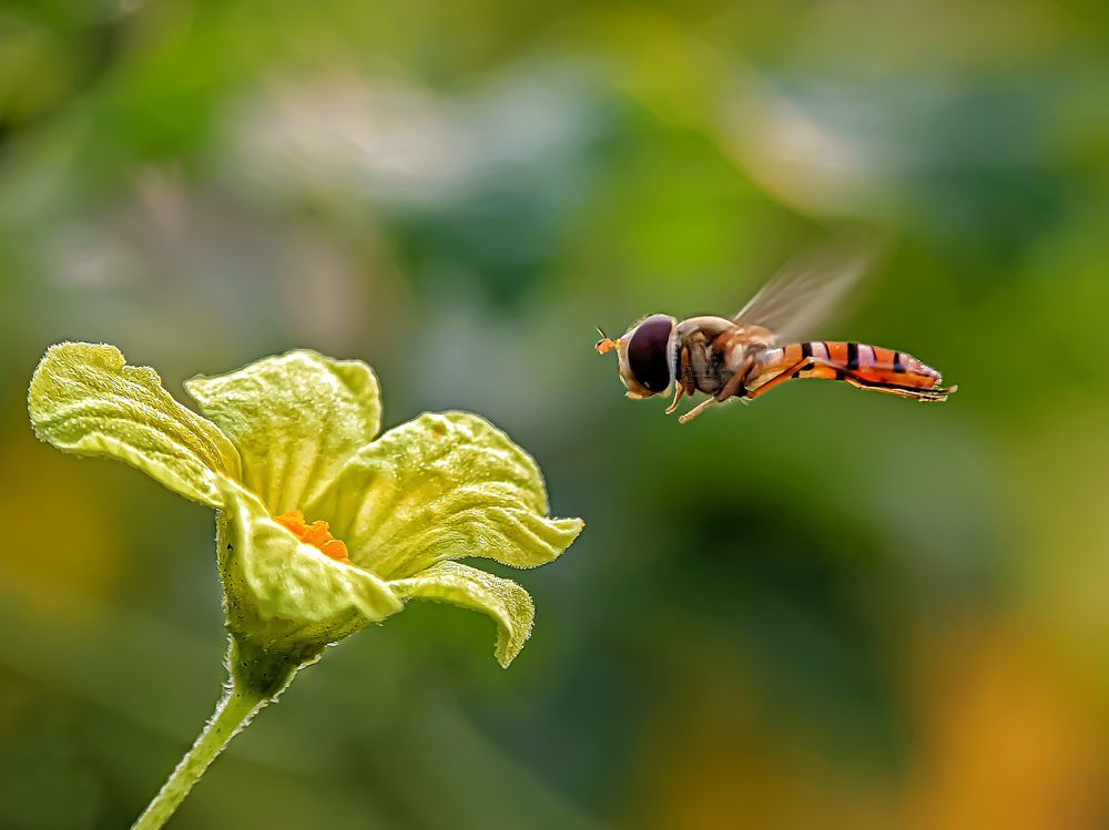 Фотография автора ISLAM SK RIYAJUL