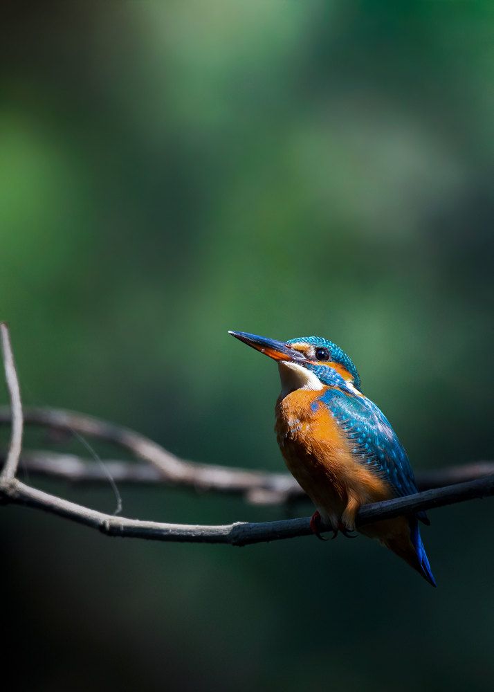Photograph by Biplab das