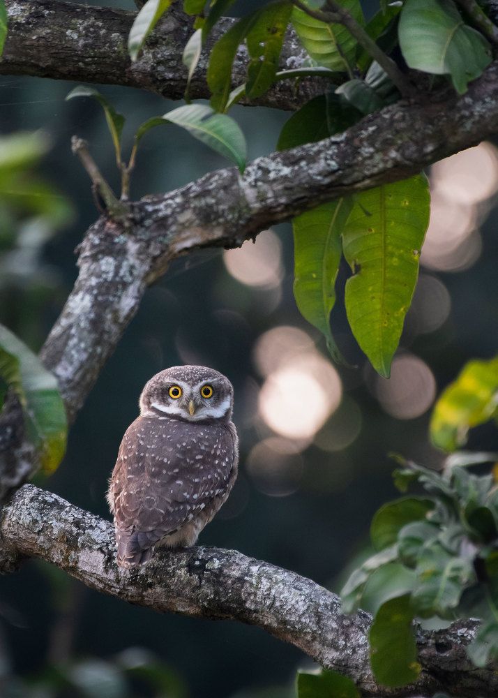 Photograph by Biplab das