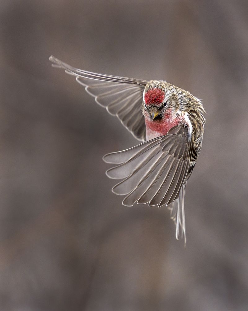 Common Redpoll