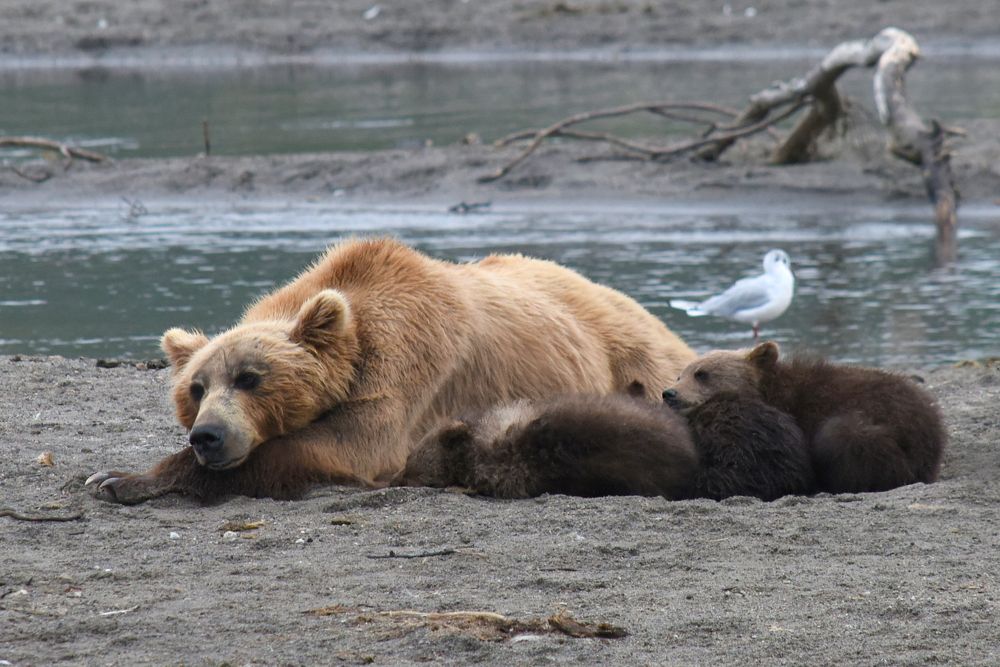 Photograph by Татьяна Спицына