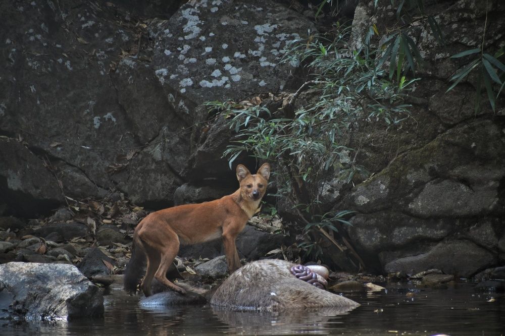 Photograph by Sree Vijay