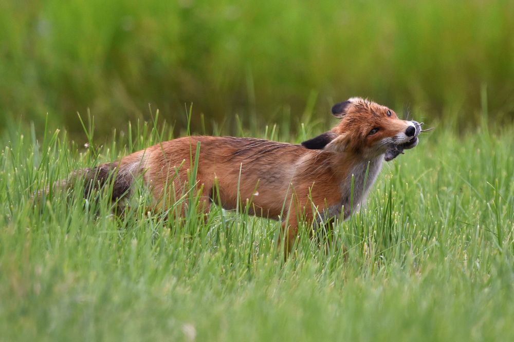Удачная охота..