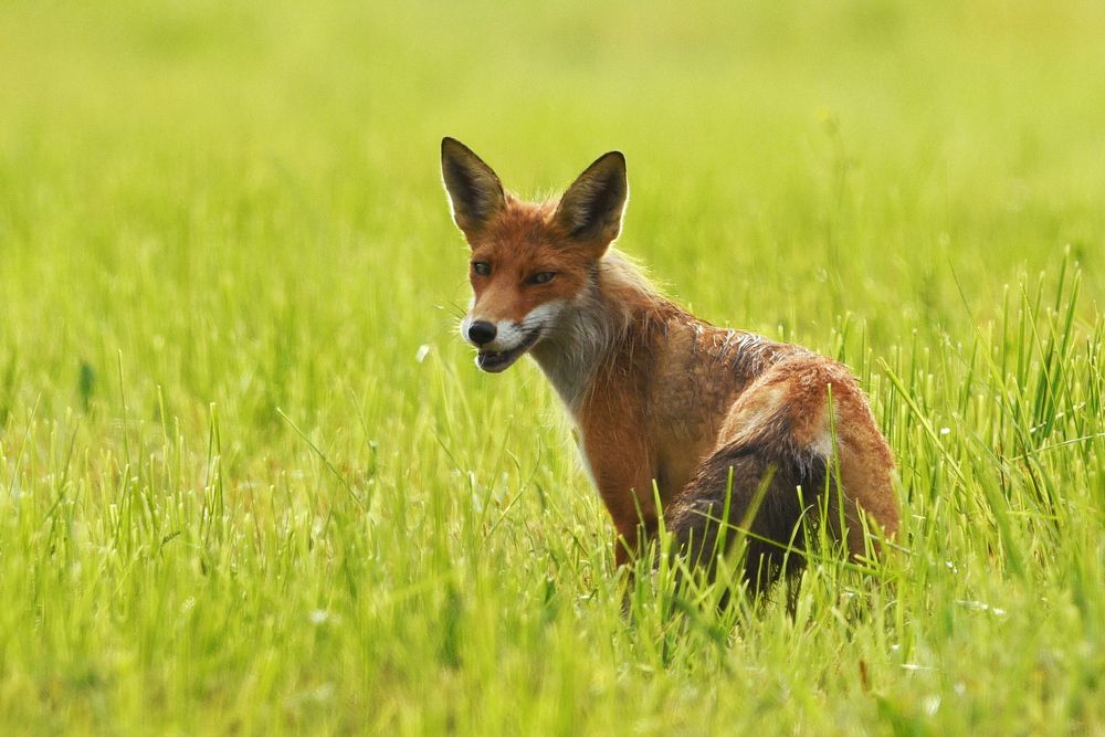 Ты заходи, если что...))