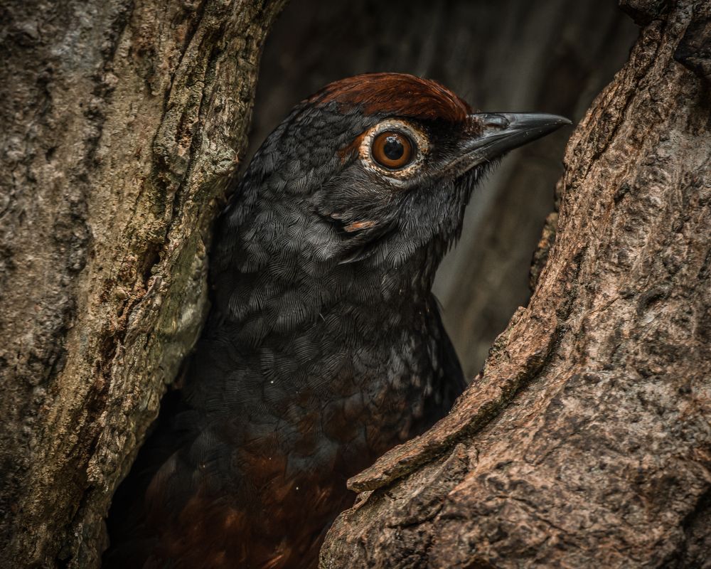 Photograph by Roberto Prat