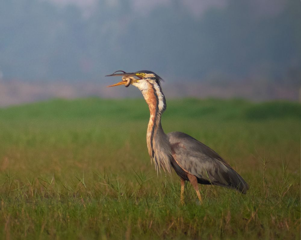 Photograph by Chandrachur Nandy