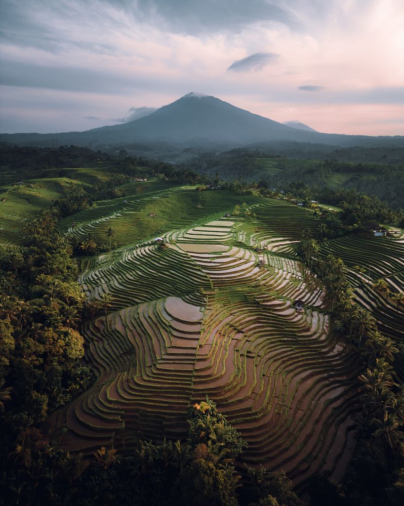 Bali Rice Terrace