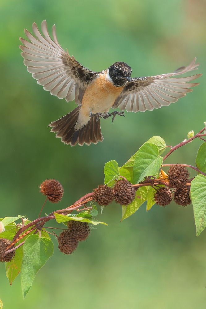 Фотография автора Toan Dinh