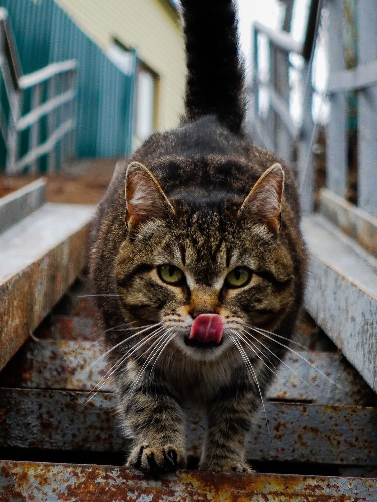 Нападающий кот