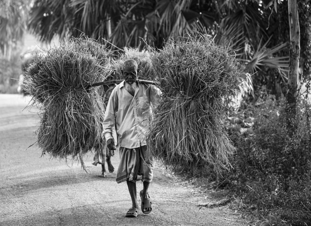 Bangladeshi Farmer
