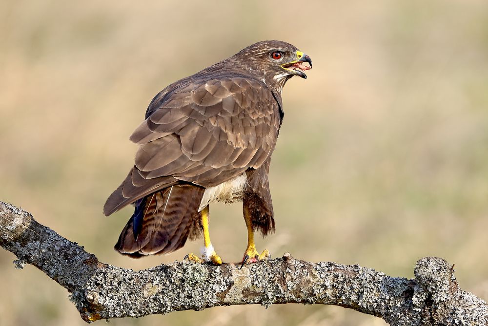 Фотография автора Гусар Александр