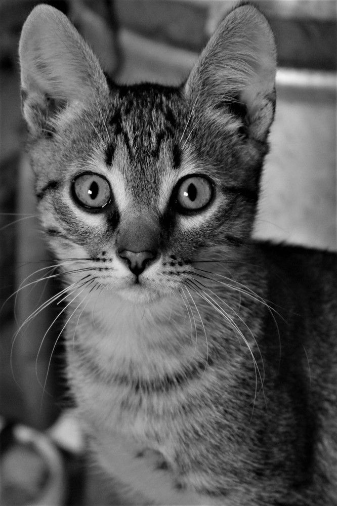 Фотография автора Таня Долгушева