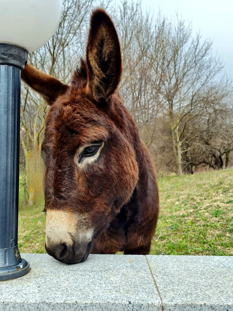 Милое создание