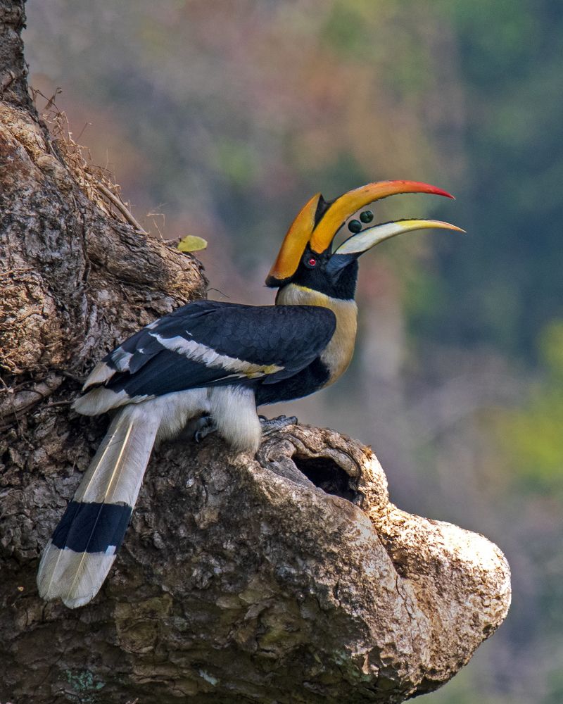 Vulnerable species!!