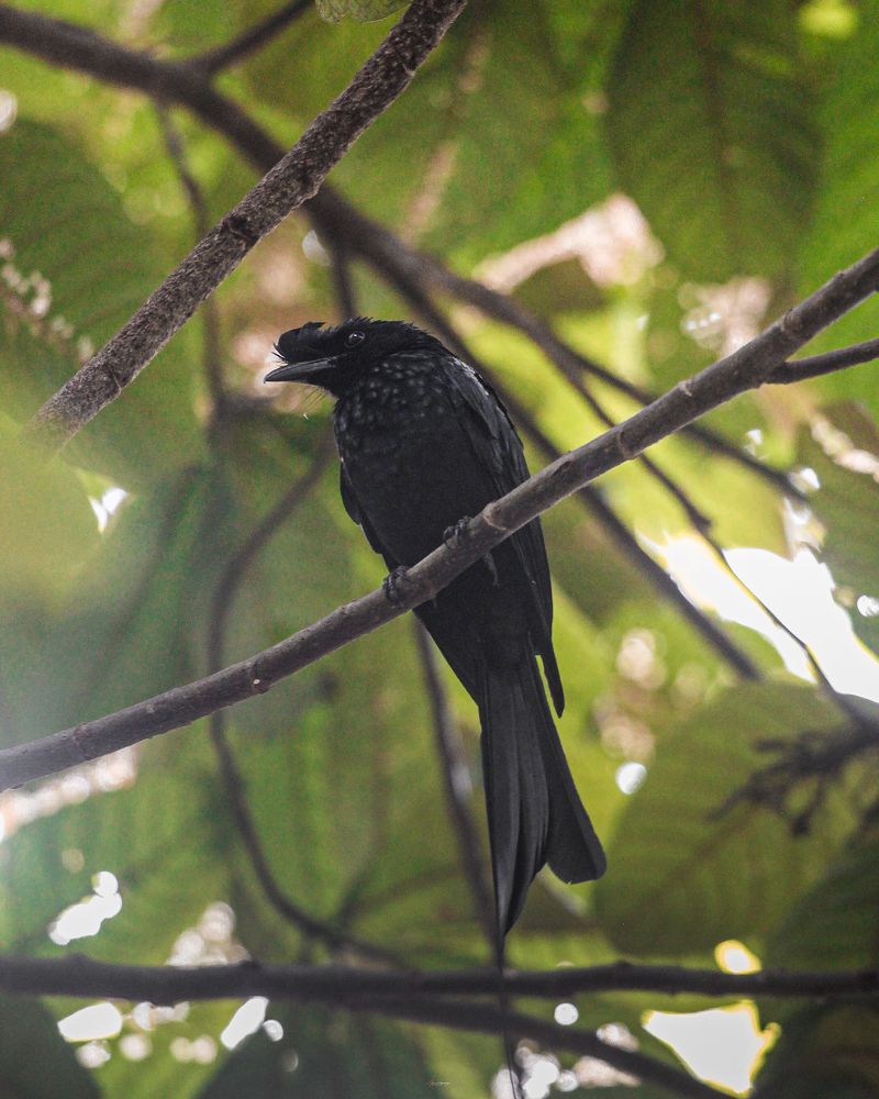 Photograph by Aans Sebastian