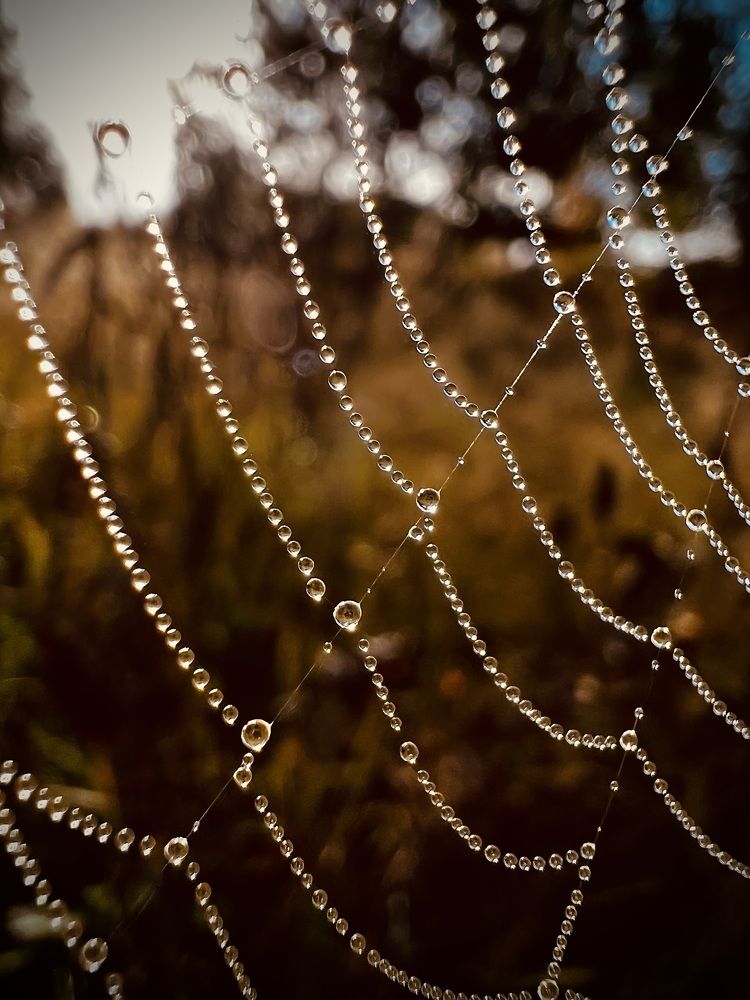 Осенние утро.