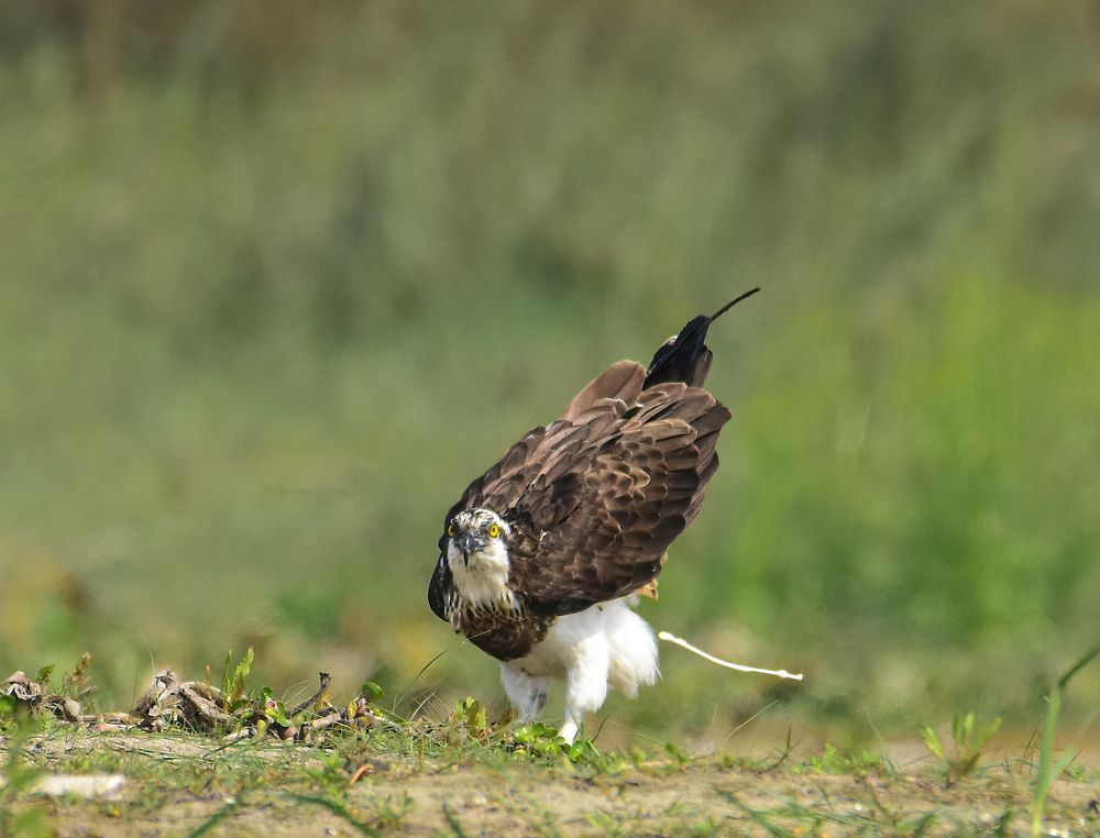Photograph by Saptarshi Dasgupta