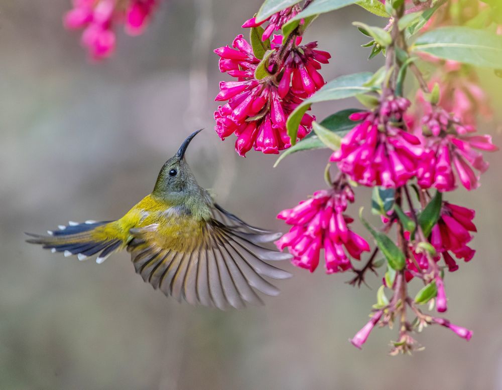 Green tailed-sunbird female