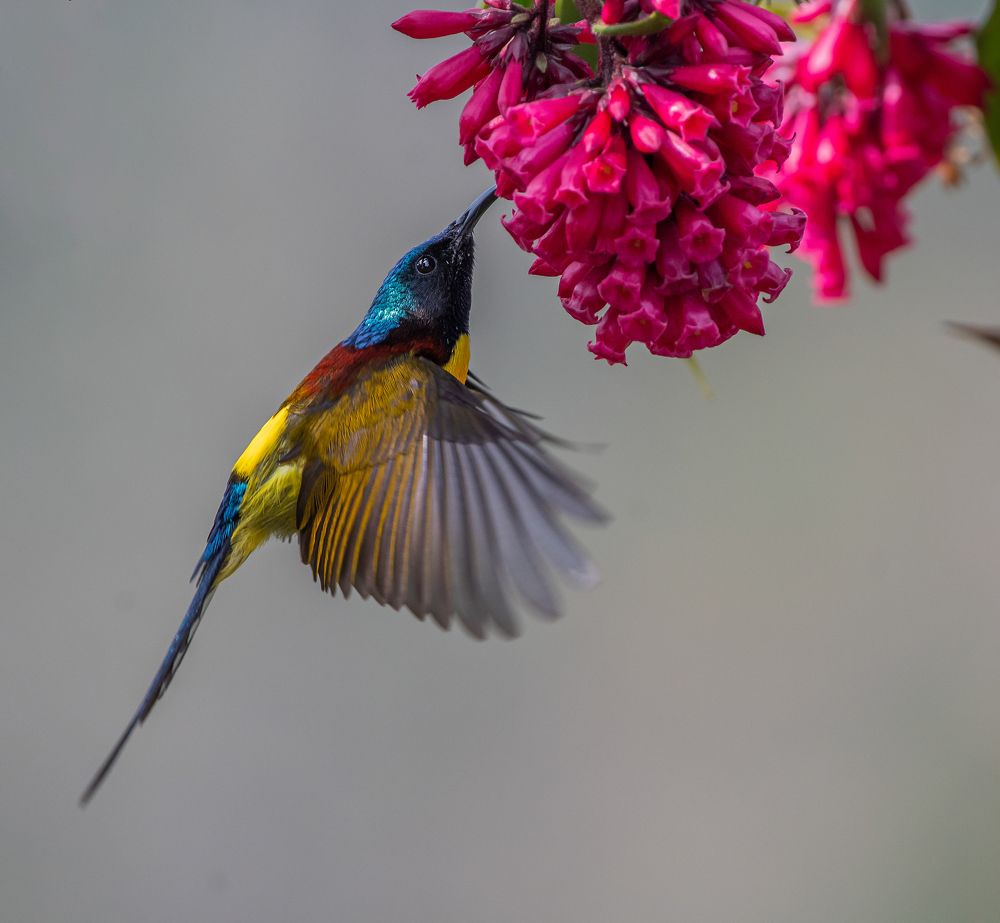 Green tailed-sunbird male
