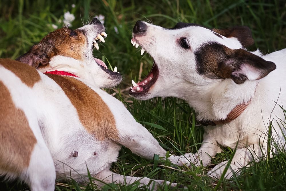 Любимые игры