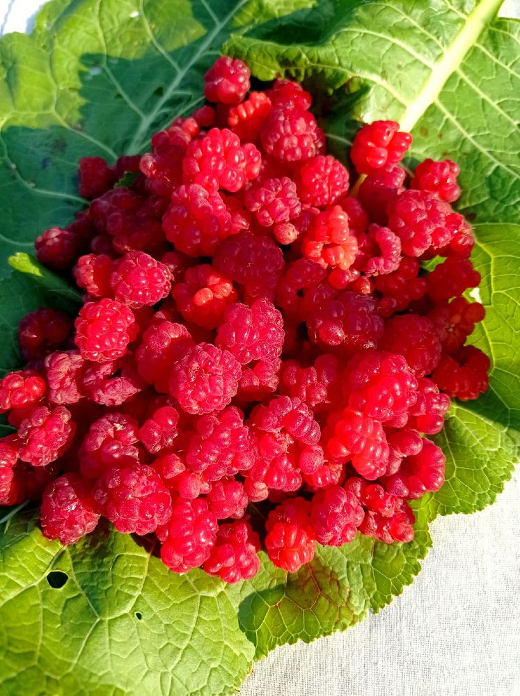 Photograph by НИНА АВЕРЬЯНОВА