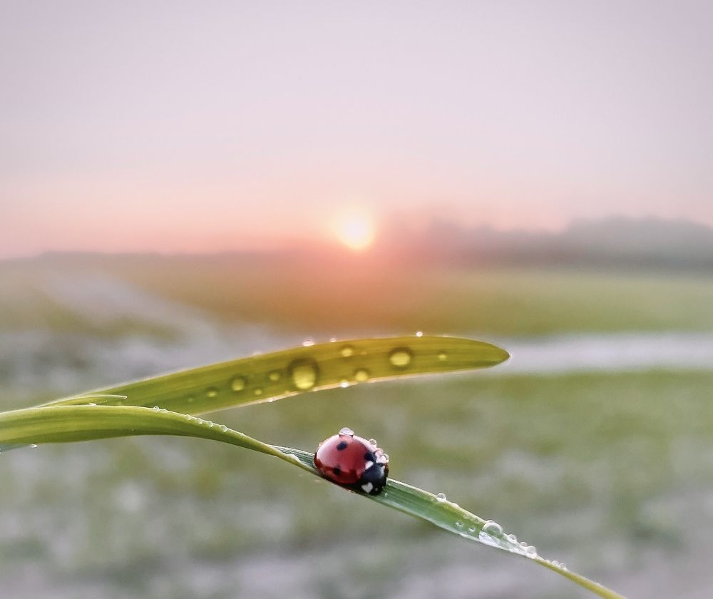 Photograph by Елена