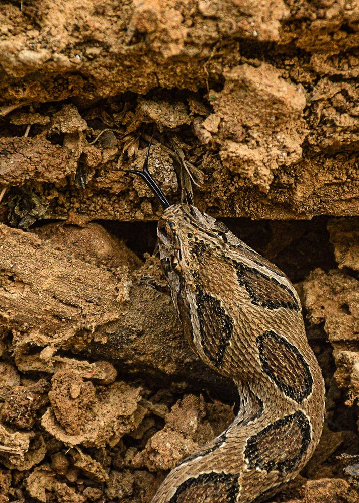 Фотография автора Abhishek Ghosh