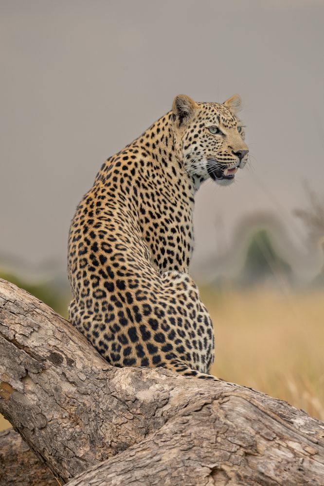 Photograph by Raquel Barao