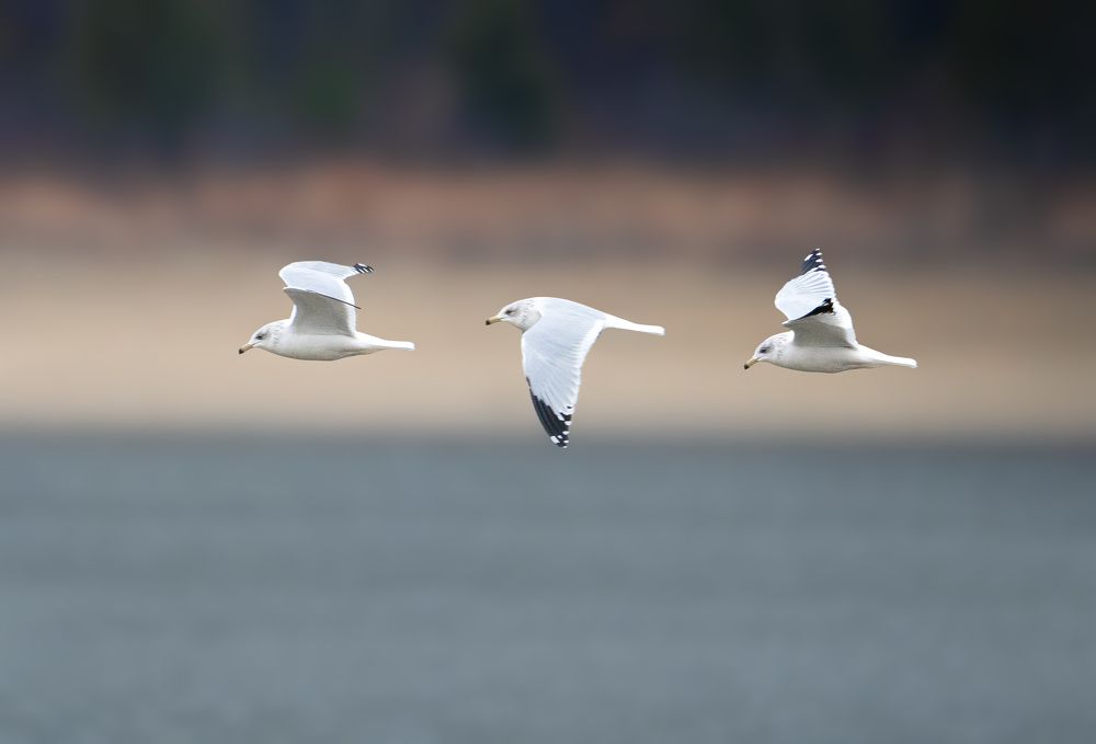 Photograph by Raghuvamsh Chavali