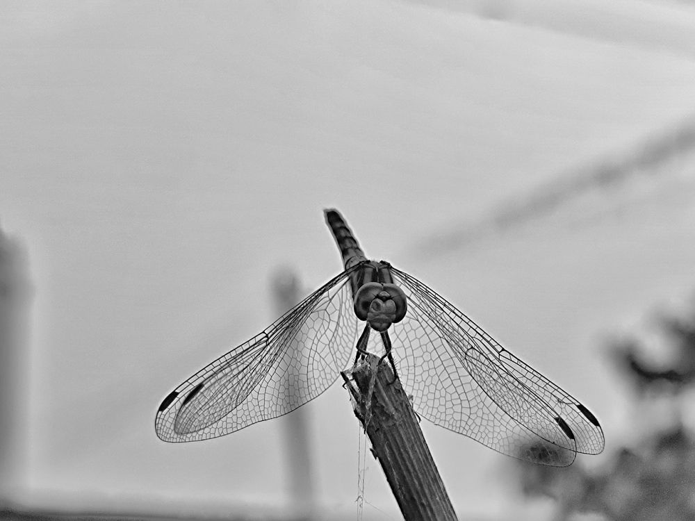 Photograph by Nandi Sharma