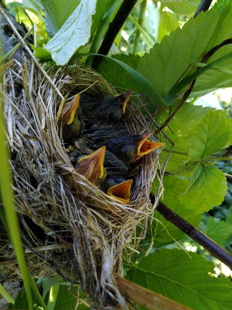 Птичий детский сад