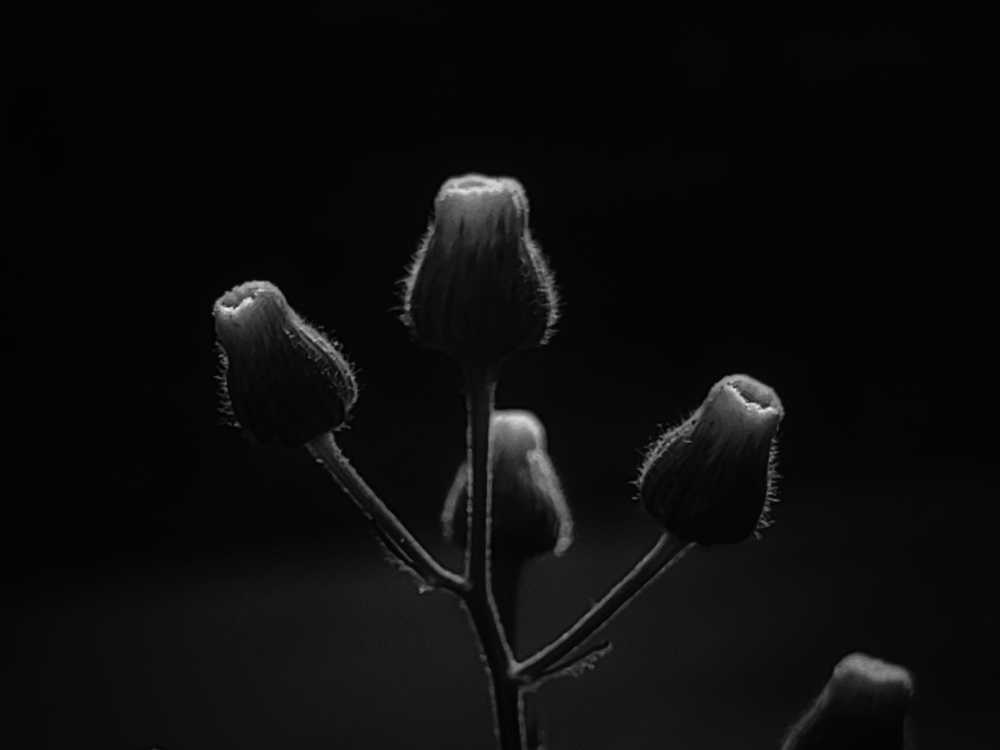 Photograph by Nandi Sharma