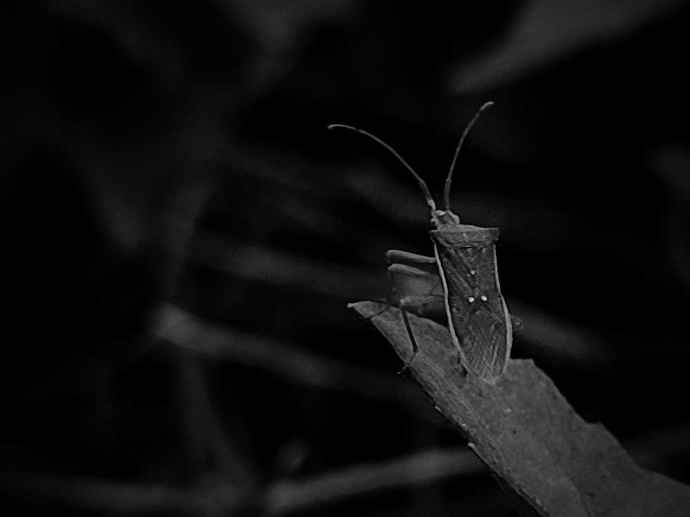 Photograph by Nandi Sharma