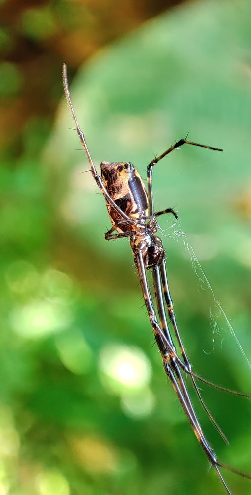 Nephila Spider