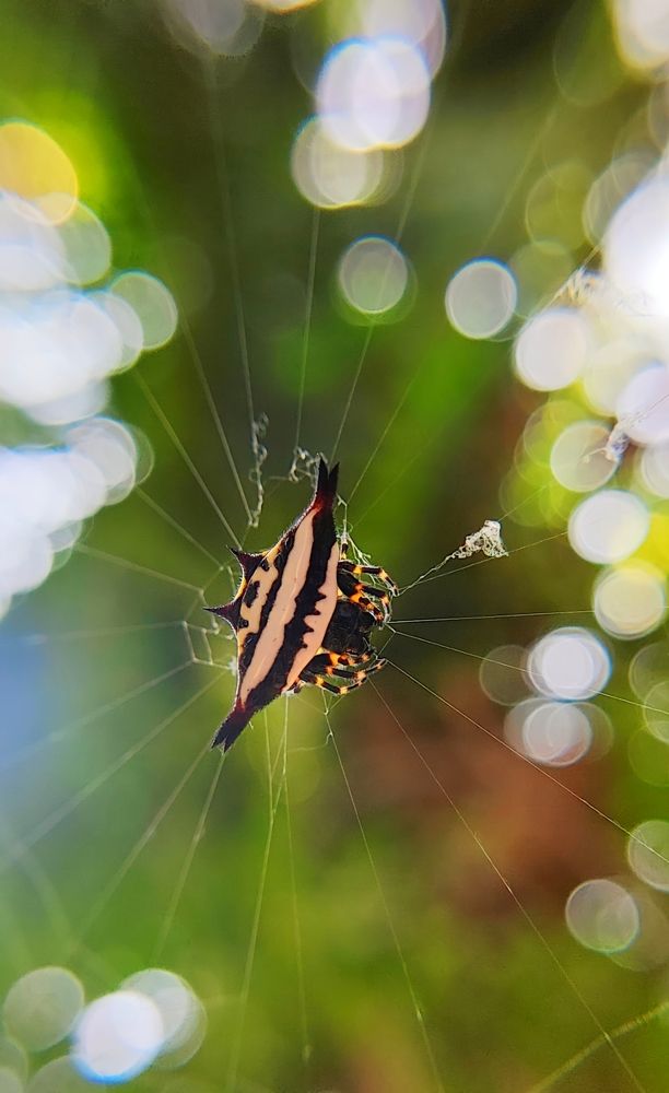 Yellow spiny orb weaver spider