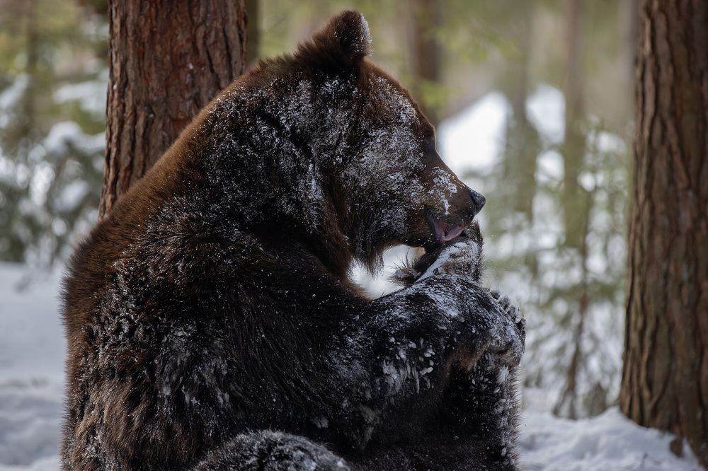 Photograph by Светлана Писарева