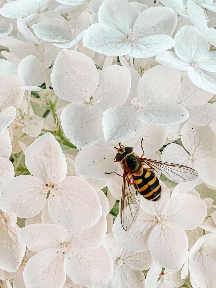 Photograph by Ganna Lobodenko