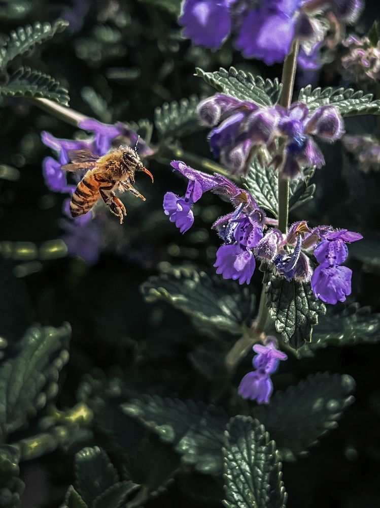 Photograph by Ganna Lobodenko