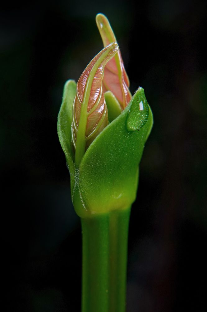 Photograph by Ooi Bak Kheang