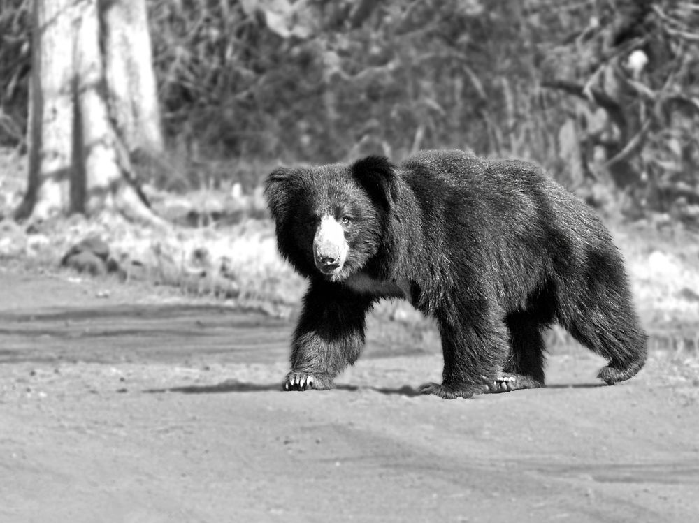 Sloth Bear