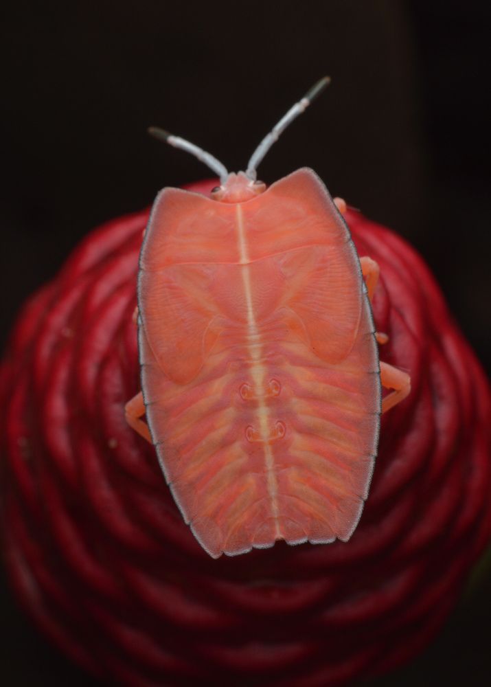 Photograph by Yusak priyanto