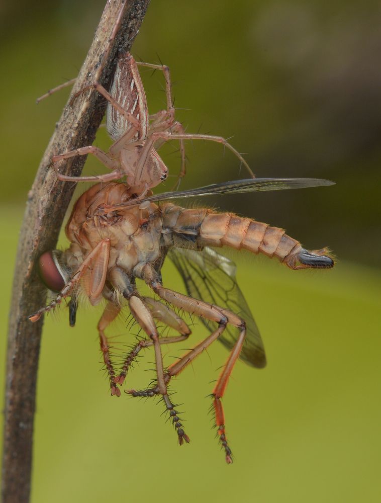 Photograph by Yusak priyanto