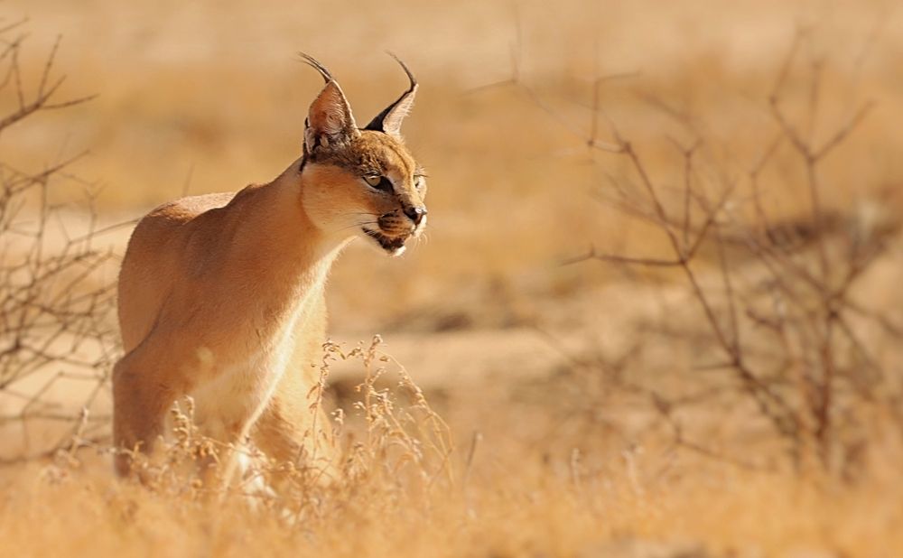 Photograph by Jacques Nel