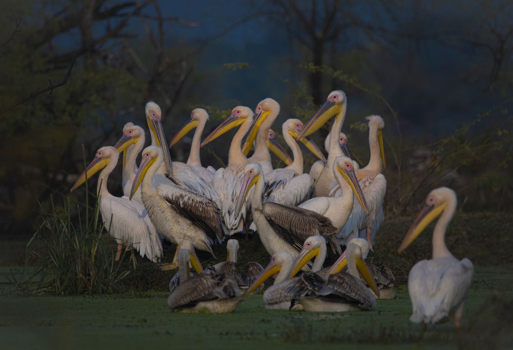 Great white pelican
