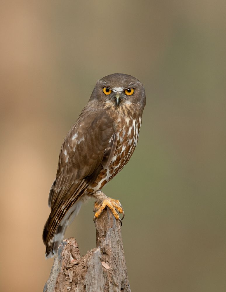 Photograph by Ajit kumar S