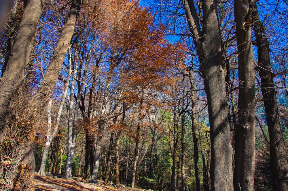 Photograph by Kushal Sharma